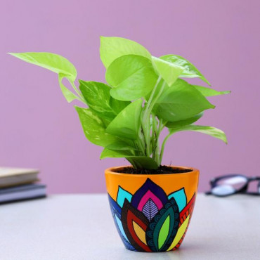 Neon Pothos Plant In Multicoloured Leaves Yellow Pot