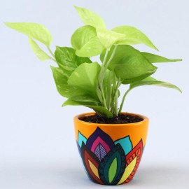 Neon Pothos Plant In Multicoloured Leaves Yellow Pot