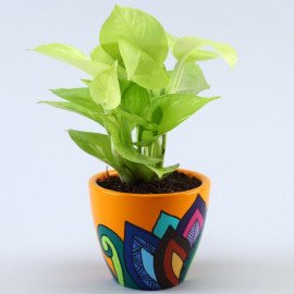 Neon Pothos Plant In Multicoloured Leaves Yellow Pot
