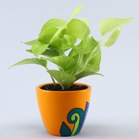 Neon Pothos Plant In Multicoloured Leaves Yellow Pot