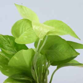 Neon Pothos Plant In Multicoloured Leaves Yellow Pot
