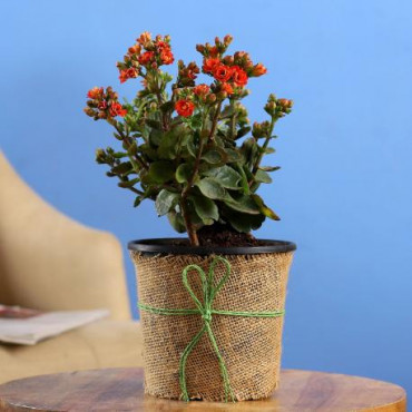 Orange Kalanchoe In Black Nursery Pot Hand Delivery