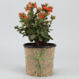 Orange Kalanchoe In Black Nursery Pot Hand Delivery