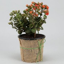 Orange Kalanchoe In Black Nursery Pot Hand Delivery