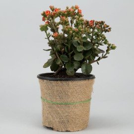 Orange Kalanchoe In Black Nursery Pot Hand Delivery
