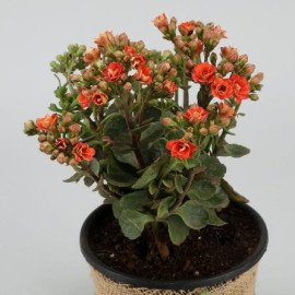 Orange Kalanchoe In Black Nursery Pot Hand Delivery