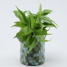Oxycardium Gold Plant in Glass Planter