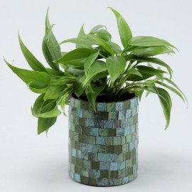 Oxycardium Gold Plant in Glass Planter
