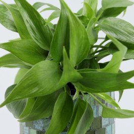 Oxycardium Gold Plant in Glass Planter