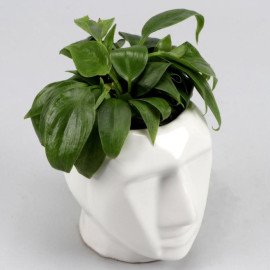 Oxycardium Green Plant In Male Face Ceramic Pot