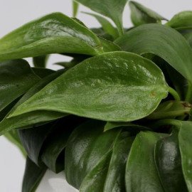 Oxycardium Green Plant In Male Face Ceramic Pot