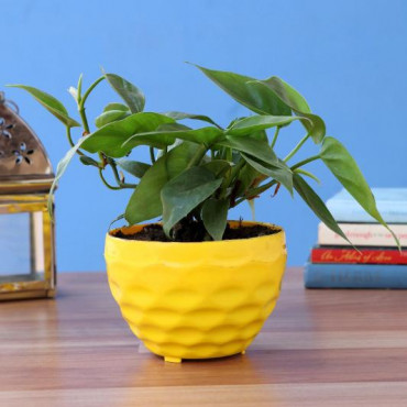 Oxycardium Green Plant In Yellow Plastic Pot