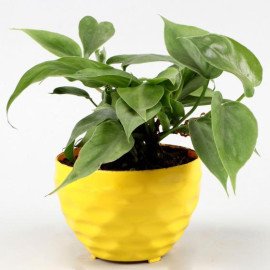 Oxycardium Green Plant In Yellow Plastic Pot