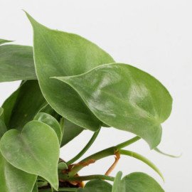 Oxycardium Green Plant In Yellow Plastic Pot