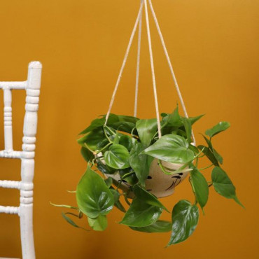 Oxycardium Plant In Big Hanging Ceramic Pot