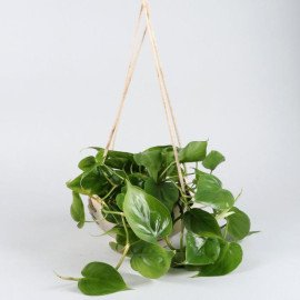 Oxycardium Plant In Big Hanging Ceramic Pot