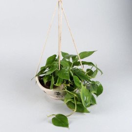 Oxycardium Plant In Big Hanging Ceramic Pot
