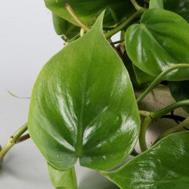 Oxycardium Plant In Big Hanging Ceramic Pot