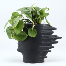 Oxycardium Plant In Side Face Pot