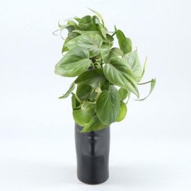 Oxycardium Plant In Side Face Pot