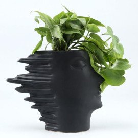 Oxycardium Plant In Side Face Pot