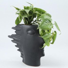 Oxycardium Plant In Side Face Pot