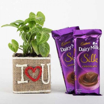 Syngonium Plant In Vase With Dairy Milk Silk Choco..