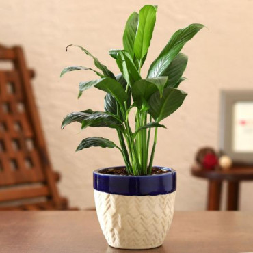 Peace Lily Plant In Dark Blue Mountain Planter