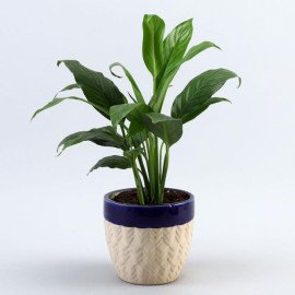 Peace Lily Plant In Dark Blue Mountain Planter