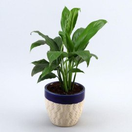 Peace Lily Plant In Dark Blue Mountain Planter