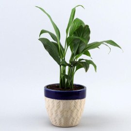 Peace Lily Plant In Dark Blue Mountain Planter