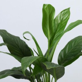 Peace Lily Plant In Dark Blue Mountain Planter