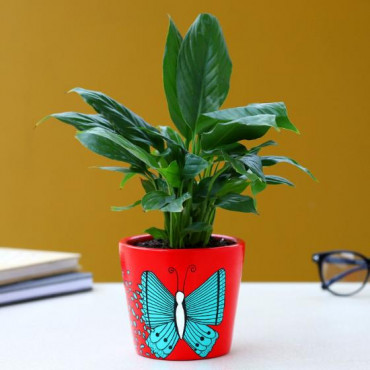 Peace Lily Plant In Leaves Butterfly Pot