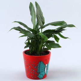 Peace Lily Plant In Leaves Butterfly Pot