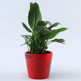 Peace Lily Plant In Leaves Butterfly Pot