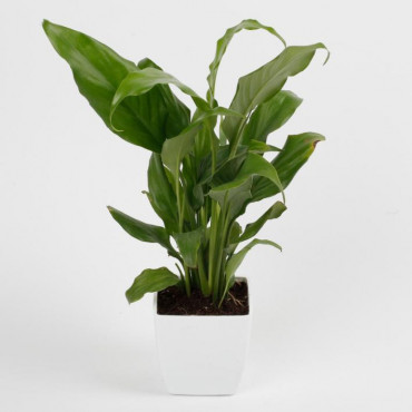 Peace Lily Plant in Imported Plastic Pot