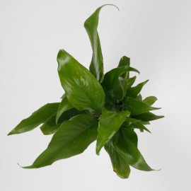 Peace Lily Plant in Imported Plastic Pot