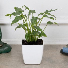 Peace Lily Plant in Imported Plastic Pot