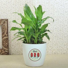 Peace Lily Plant With Rakhi N Cadbury