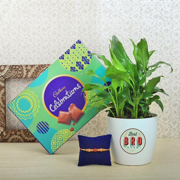 Peace Lily Plant With Rakhi N Cadbury