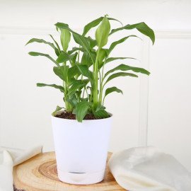 Peace Lily Rakhi Pack