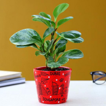 Peperomia Plant In Travel Doodle Ceramic Pot
