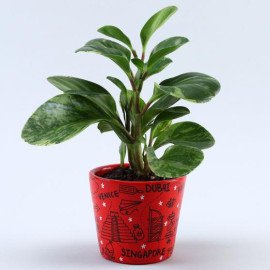 Peperomia Plant In Travel Doodle Ceramic Pot