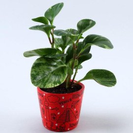 Peperomia Plant In Travel Doodle Ceramic Pot