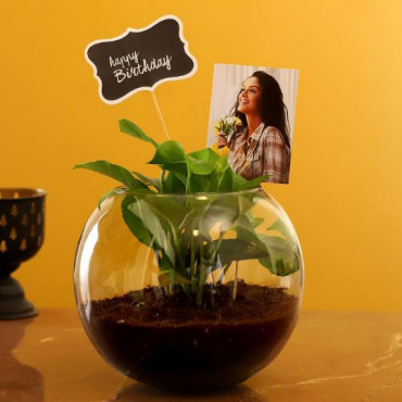 Personalised Birthday Money Plant Terrarium