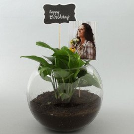 Personalised Birthday Money Plant Terrarium