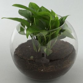 Personalised Birthday Money Plant Terrarium