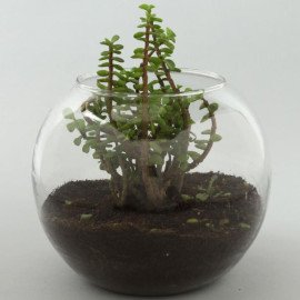 Personalised Love Jade Plant Terrarium