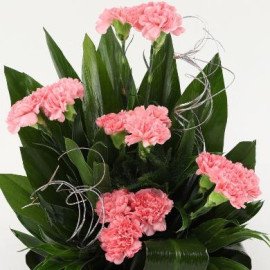 Pink Carnations Cane Basket Arrangement
