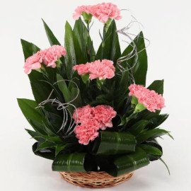 Pink Carnations Cane Basket Arrangement